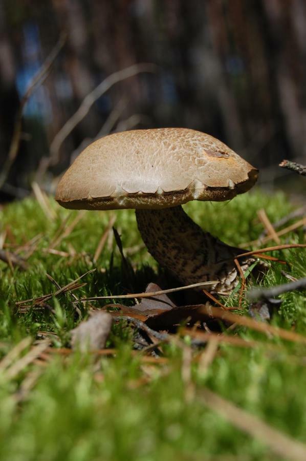 Agroturystyka Szyszka Polnica Exteriör bild